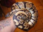 Ball pythons Morphs for sale