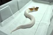 normal Ball Pythons 