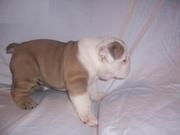English bulldogs for adoption
