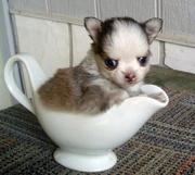 Chihuahua puppies for offer