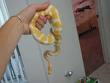 Royal ball pythons