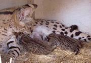 Beautiful kittens available for Val's day
