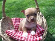 Chihuahua puppies for sale