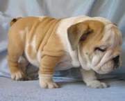 ADORABLE ENGLISH BULLDOG PUPPIES FOR ADOPTION
