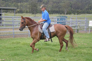 healthy and good looking horse for sale