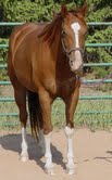 Scout is absolutly as cute fast,  fast! Broke,  patterned brown