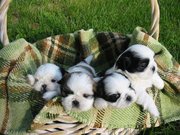 Shih+tzu+puppies+for+sale+in+mn