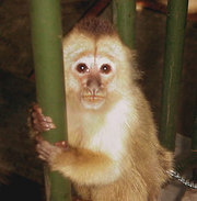 AWESOME CAPOCHIN MONKEY FOR ADOPTION