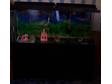 55gal.Aquarium with a wooden stand