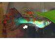 Fancy Guppy fish