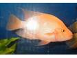 Large Red Devil,  Cichlid,  needs home