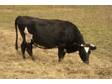 Adopt Molly a Cow