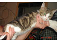 Adopt Stravinski-at PS w a Domestic Short Hair