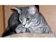 Adopt Boo a Tabby - Grey