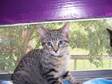 Adopt Flounder a Domestic Short Hair-gray, Tabby - Grey