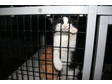 Adopt a Domestic Medium Hair
