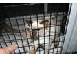 Adopt a Siamese
