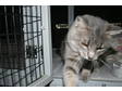 Adopt tinker a Domestic Short Hair