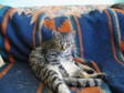 Adopt Scout a Domestic Short Hair