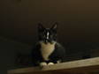 Adopt Stripe a Domestic Short Hair-black and white