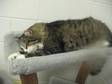 Adopt Turner a Maine Coon