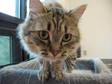 Adopt Jade a Domestic Long Hair