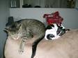 Healthy Adult cat declawed and spayed to good home!