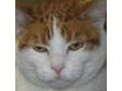 Adopt Kermit a Domestic Short Hair - orange and white, Tabby - Orange
