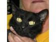 Adopt Marie a Domestic Short Hair-black