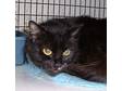 Adopt Maggie a Domestic Short Hair-black