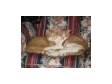 Cats need a Loving Home