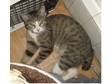 FOUND Lost Cat