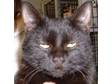 Adopt Friday a Domestic Short Hair-black