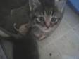 Adopt Turbo a Domestic Medium Hair