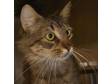 Adopt Jaspurr a Domestic Medium Hair