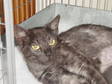 Adopt Mama Cat a Domestic Short Hair, Oriental Short Hair