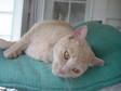 Adopt Goldie a Domestic Short Hair - buff