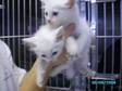 Adopt 965K a Domestic Medium Hair