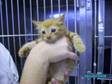 Adopt 970K a Domestic Medium Hair