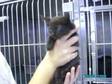 Adopt 967K a Domestic Medium Hair