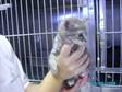 Adopt 969K a Domestic Medium Hair