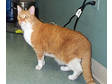 Adopt Max a Domestic Short Hair