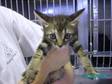 Adopt 968K a Domestic Medium Hair