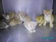 Adopt 943K a Domestic Short Hair