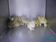 Adopt 942K a Domestic Short Hair