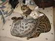 Two 16 Month Bengals