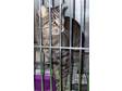 Adopt Kennel #44 a Tabby - Grey, Domestic Short Hair