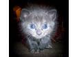 Adopt DAISY a Domestic Medium Hair, Dilute Tortoiseshell