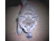 Adopt MARLEY a Russian Blue, Domestic Medium Hair-gray