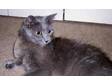 Adopt Issy a Russian Blue, Domestic Medium Hair-gray